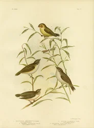 Smicrornis à bec court ou Weebill, 1891